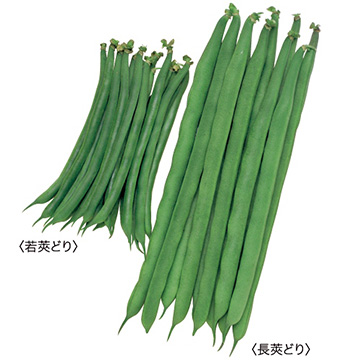 つるありインゲン・スラットワンダー