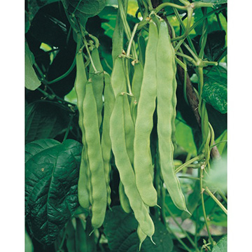 つるありインゲン・成平