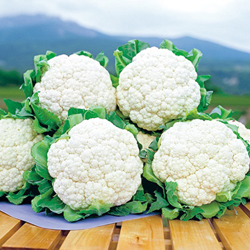 カリフラワー・スノークラウン