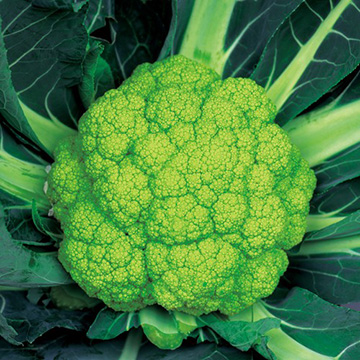 カリフラワー・グリングリーン