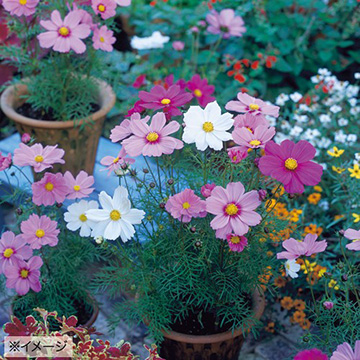 コスモス・ソナタ プレミアム ミックス