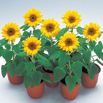 ひまわり 矮性ひまわり・パチノゴールド| 種・苗・ガーデニング用品の【タキイ