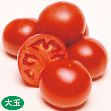 【今だけお買い得❗️】トマト苗　桃太郎　〜　プラグ苗100苗　〜 トマト・ホーム桃太郎苗（5月B）| 種・苗・ガーデニング用品の【タキイ