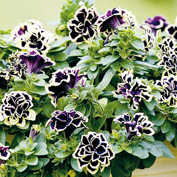 ペチュニア・花衣 黒真珠 農水省登録品種（品種名：ミヨペEA109-2