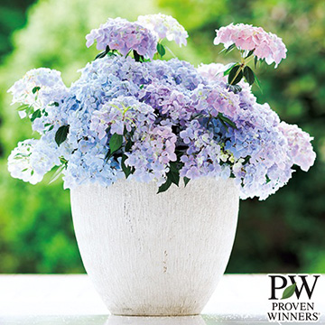 アジサイ・ラグランジア クリスタルヴェール2 農水省品種登録出願中