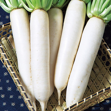 ダイコン・桃山大根| 種・苗・ガーデニング用品の【タキイネット通販】