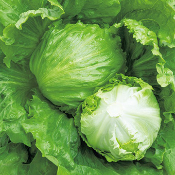 ★レタス レタス・Jブレス| 種・苗・ガーデニング用品の【タキイネット通販】