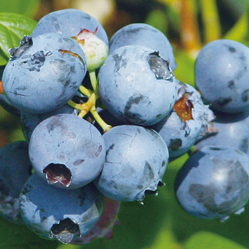 ブルーベリー・オニール