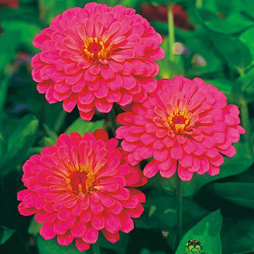 花 tami 750-FZN642.jpg?1