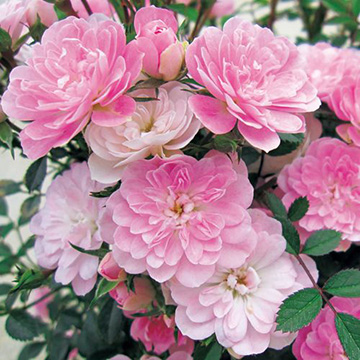 バラの苗｜タキイネット通販【公式】