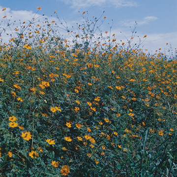 黄色のコスモスの種 30700007_s.jpg