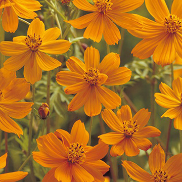 コスモス・オレンジフレア| 種・苗・ガーデニング用品の【タキイネット