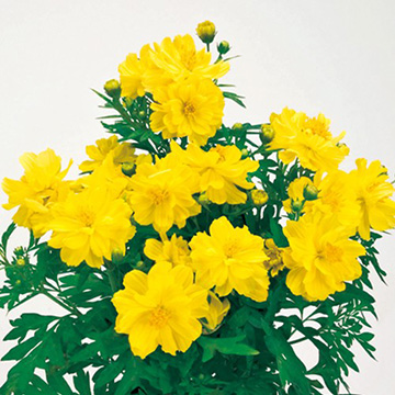 コスモス・リマラ レモン| 種・苗・ガーデニング用品の【タキイネット