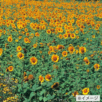 ひまわり① 徳用 ひまわり畑・大輪一重咲黄色| 種・苗・ガーデニング用品の