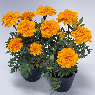 孔雀草（フレンチ マリーゴールド）・サファリ オレンジ| 種・苗