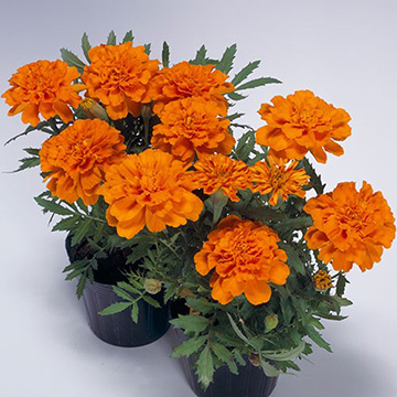 孔雀草（フレンチ マリーゴールド）・サファリ タンジェリン| 種・苗
