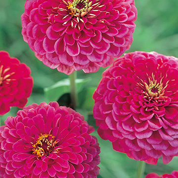 百日草（ジニア）・ダリア咲 エクスクイジート| 種・苗・ガーデニング