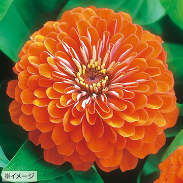 百日草（ジニア）・F1ドリームランド コーラル| 種・苗・ガーデニング