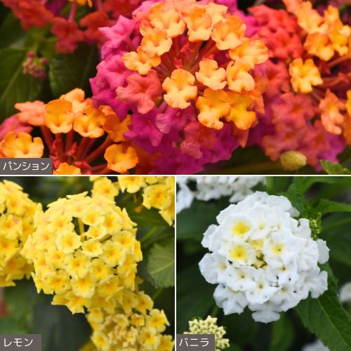 ランタナ・夏に輝く七変化3種セット| 種・苗・ガーデニング用品の