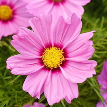 コスモス・ソナタ ピンクブラッシュ| 種・苗・ガーデニング用品の