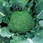 ブロッコリー・ハイツSP