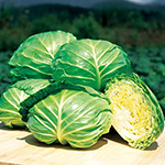キャベツ・初夏のかほり