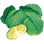 キャベツ・若峰