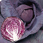 赤キャベツ・パワールビー