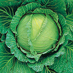 キャベツ・四季穫