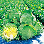 キャベツ・春波