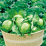 ミニキャベツ・このみ姫