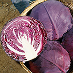 赤キャベツ・中生ルビーボール
