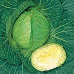 キャベツ・彩峰