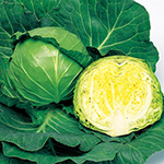 キャベツ・ジャンヌ