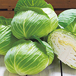 キャベツ・おきなSP