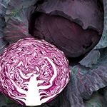 赤キャベツ・ネオルビーSP