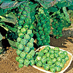 メキャベツ・早生子持