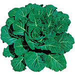 コラード・ハイクロップ