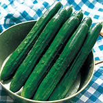 キュウリ・つばさ
