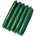 キュウリ・つや太郎