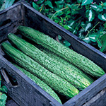 四葉系キュウリ・シャキット