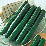 キュウリ・Vアーチ