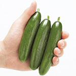 ミニキュウリ・リトルキューズ