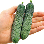 ミニキュウリ・イボキューズ