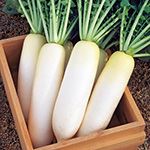 ダイコン・三太郎