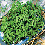 黒エダマメ・快豆黒頭巾