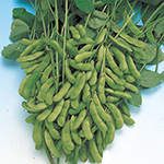 茶エダマメ・福成