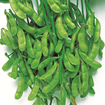 茶エダマメ・福の泉