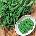 エダマメ・たわわみどり