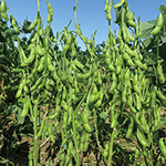 エダマメ・味ゆたか